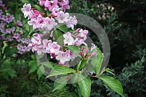 Florescence of Weigela florida in May photo