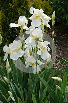 Florescence of white bearded irises in May