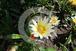 Florescence of white Gazania rigens