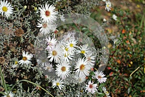 Florescence of white heath aster in October