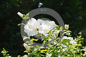 Florescence of white Hibiscus, syriacus in August