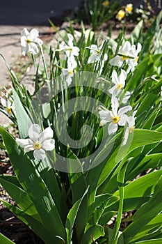 Florescence of white narcissuses in spring