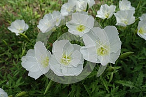 Florescence of white Oenothera speciosa