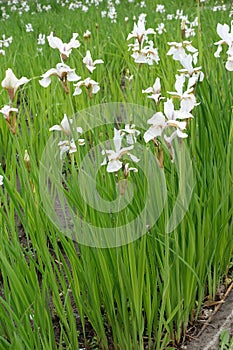 Florescence of white Siberian irises