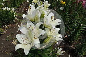 Florescence of white spotted lilies in June
