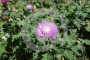 Florescence of whitewash cornflower in spring