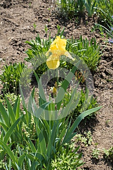 Florescence of yellow bearded iris in spring