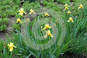 Florescence of yellow bearded irises