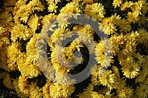Florescence of yellow Chrysanthemum bush
