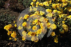 Florescence of yellow Chrysanthemums in October