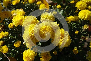 Florescence of yellow Chrysanthemums in October