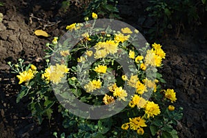 Florescence of yellow Chrysanthemums in September