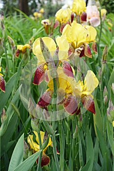 Florescence of yellow and dark red flowers of bearded irises in May