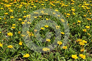 Florescence of yellow Gazania rigens in July