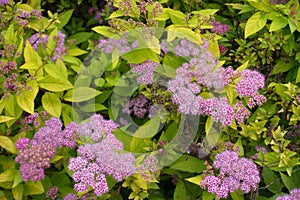 Florescence of yellow leaved Spiraea japonica in June