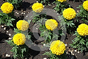 Florescence of yellow marigold in the garden