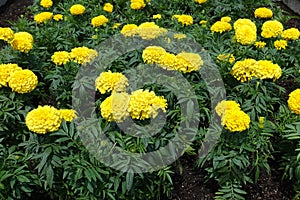 Florescence of yellow Mexican marigolds