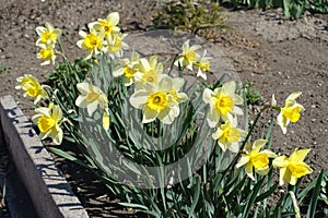Florescence of yellow narcissuses in the garden