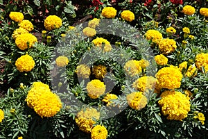 Florescence of yellow Tagetes erecta in June