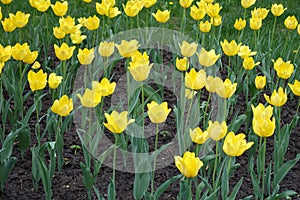 Florescence of yellow tulips in spring