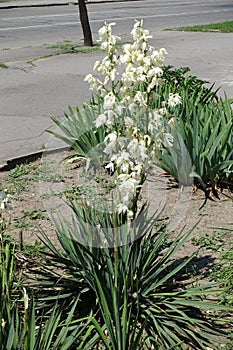 Florescence of Yucca filamentosa in June