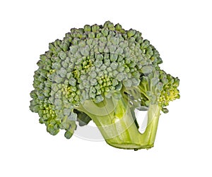 Floret of broccoli isolated against white photo