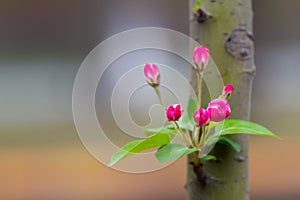 Floret of flowers on a branch in the spring,macro shot