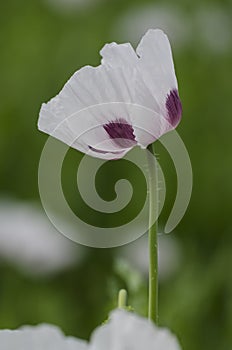 Floret of Opium Poppy (Papaver somniferum)