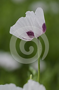 Floret of Opium Poppy (Papaver somniferum) photo