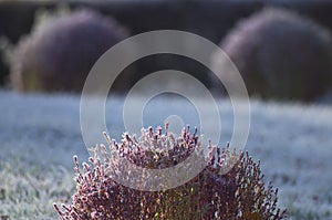 Florets in hoarfrost.