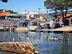 Florianopolis sea and houses