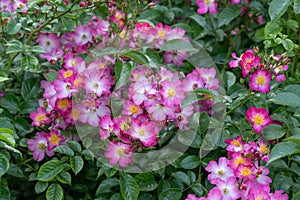 Floribunda groundcover Rose Rosa Juanita, with pink-mauve flowers