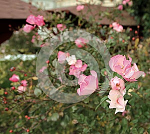 Rose bush floribunda Ã¢â¬â pink - Macea dendrological park - situated in the Arad county - Romania