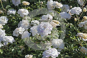 Floribunda rose bush