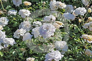 Floribunda rose bush