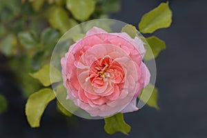 Floribunda rose Concerto 94