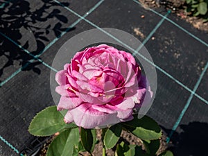 Floribunda rose \'Heidi Klum Rose\' with full, violet bloom in bright sunlight in the garden