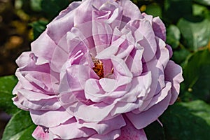 Floribunda rose photographed in Huntington Library botanical garden