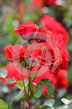 Floribunda Rose Rosa Allotria, orangey-red flowers