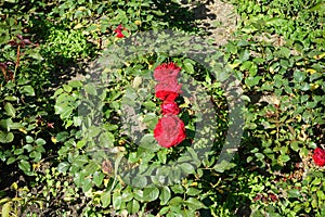 Floribunda rose, Rosa \'Lübecker Rotspon\', blooms with red flowers in July in the park. Berlin, Germany