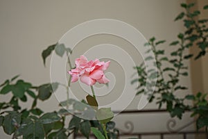 Floribunda rose, Rosa 'Queen Elizabeth' blooms with pink flowers in August. Rhodes Island, Greece