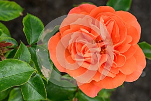 Floribunda rose Rosa Theodor Fontane, semi-double orange flower