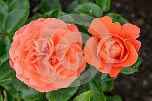 Floribunda rose Rosa Theodor Fontane, semi-double orange flowers
