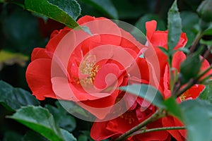 Floribunda Tea rose Rosa La Sauvage, orange-red flower photo