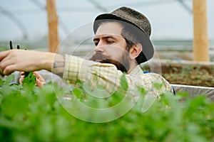 Floriculturist. professional floriculturist in greenhouse. man floriculturist work in oragery. floriculturist planting