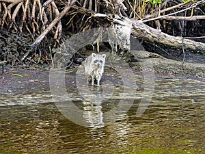 Florida airboat trip, among everglades,