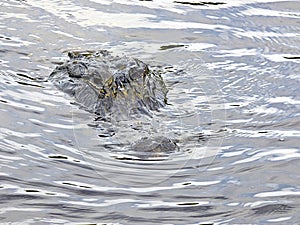 Florida airboat trip, among everglades, alligator near the boat