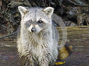 Florida airboat trip, among everglades, raccoon close-up