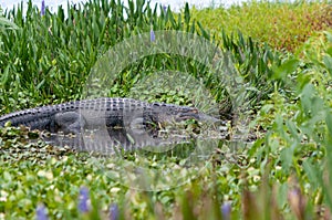 Florida Aligator Sleeping