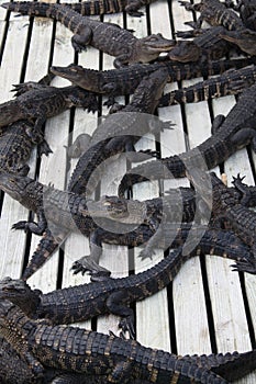 Florida Aligators